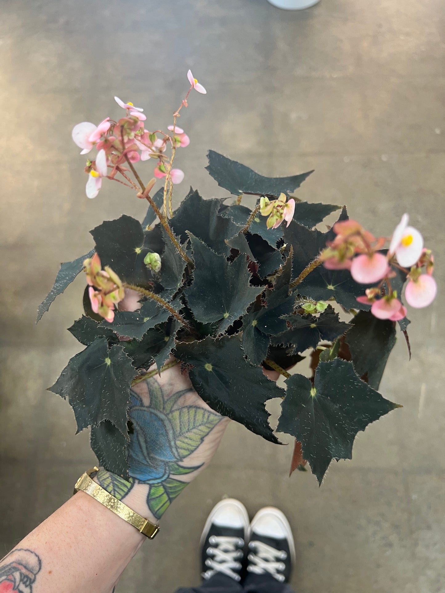 Bégonia Black Velvet