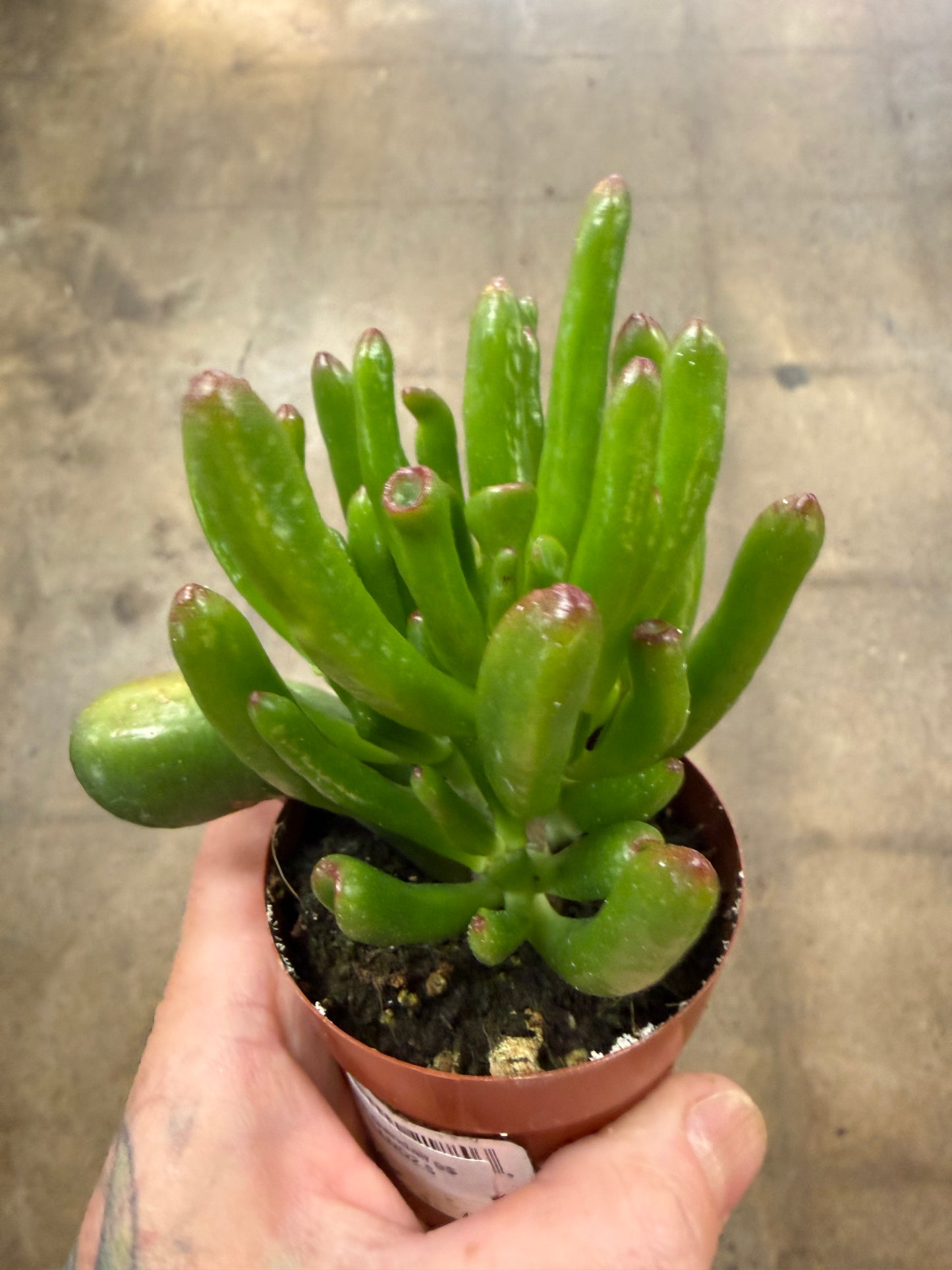 Crassula Ovata Gandalf