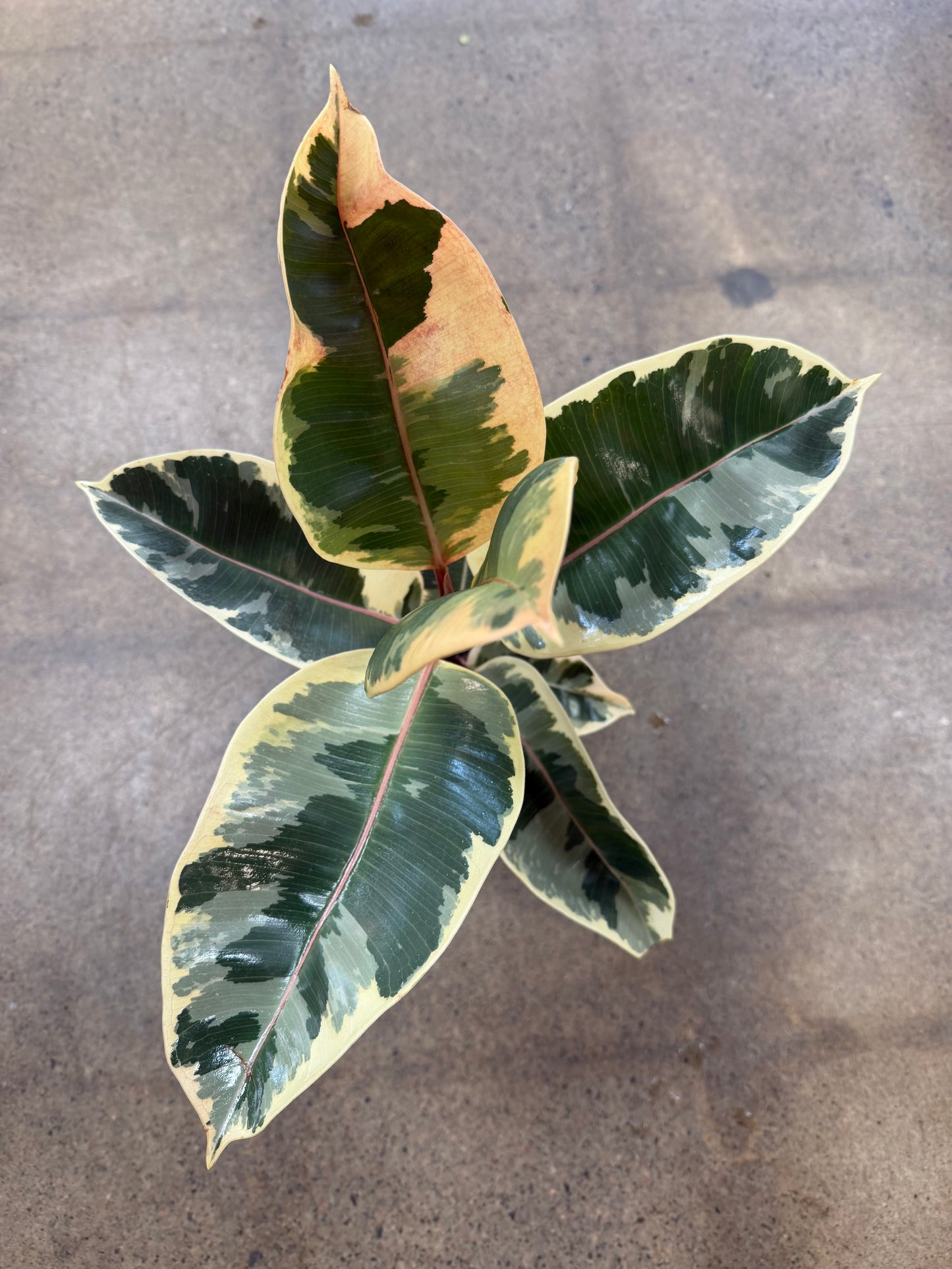 Ficus Elastica Tineke