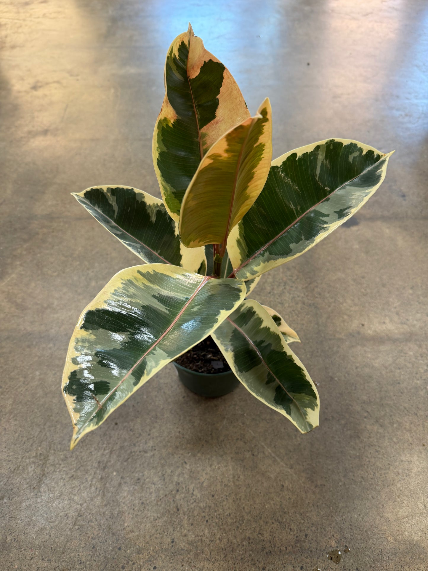 Ficus Elastica Tineke