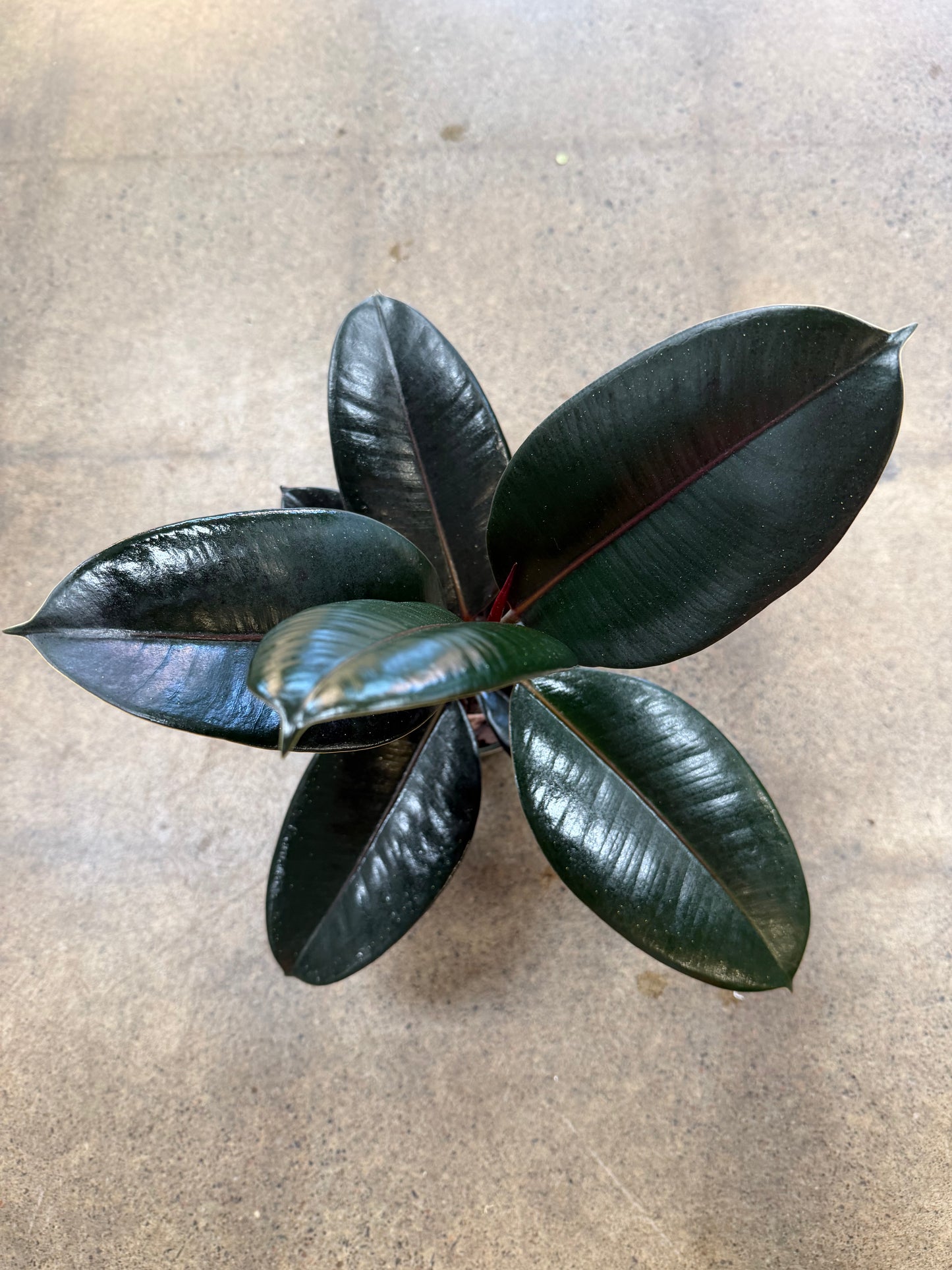 Ficus Burgundy