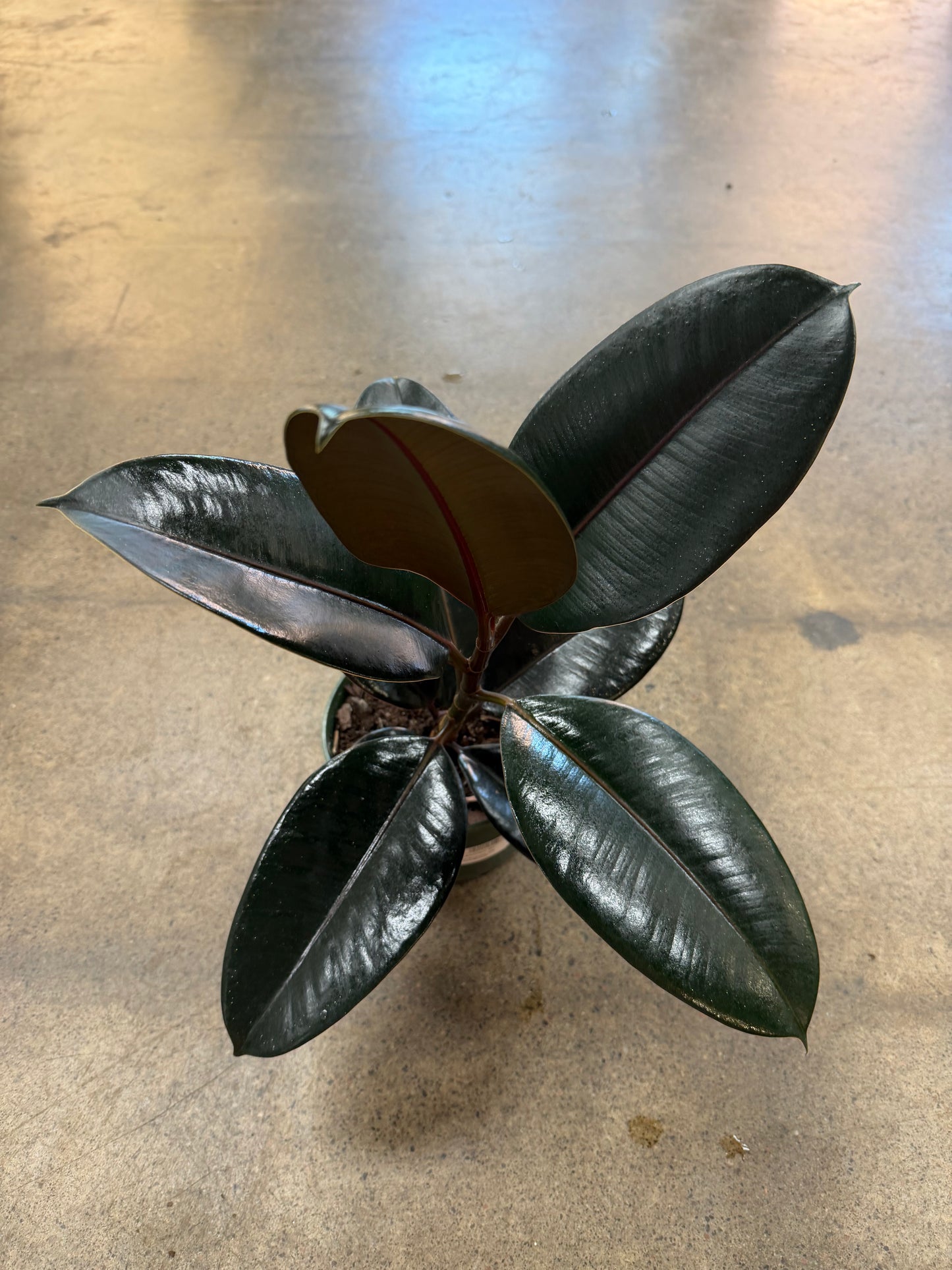 Ficus Burgundy