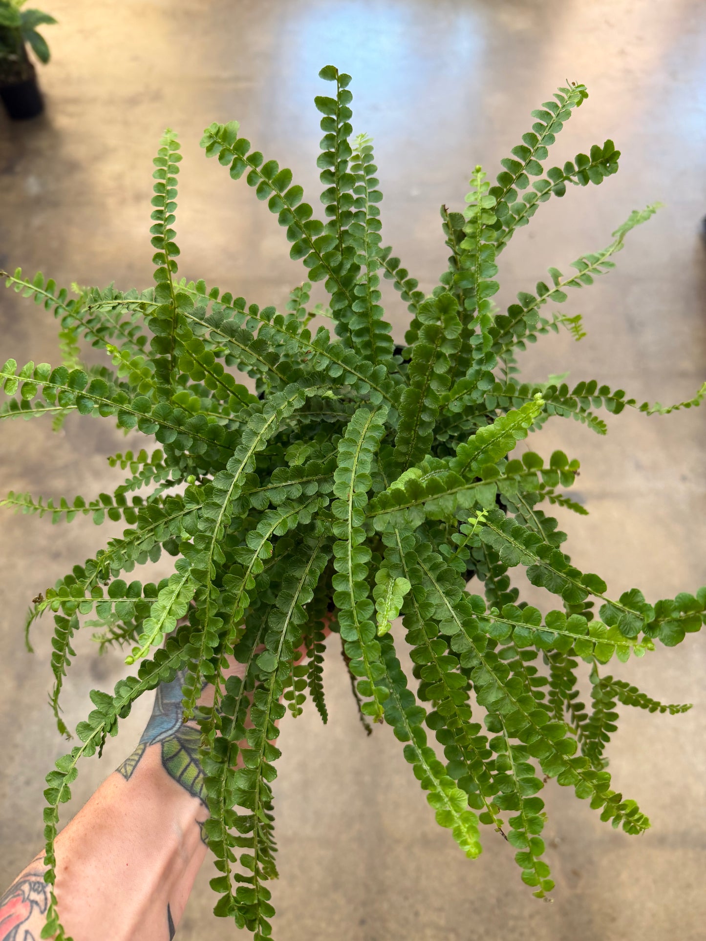 Fern lemon Button