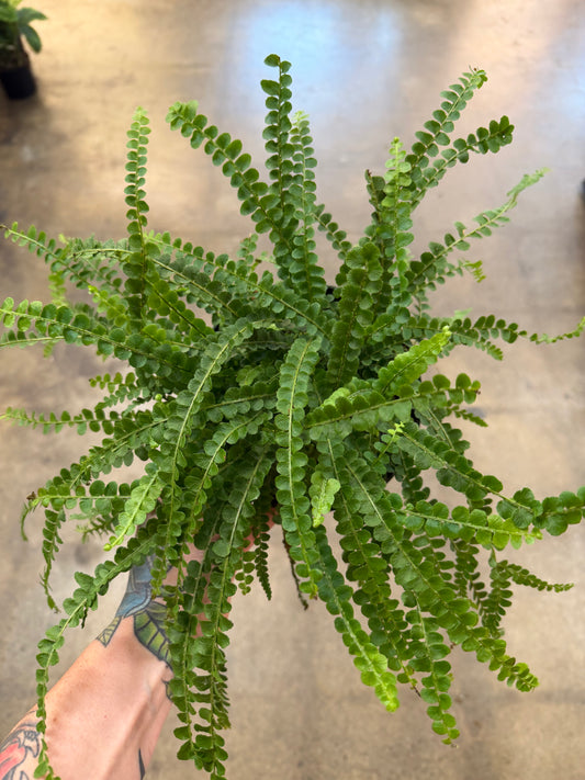 Fern lemon Button
