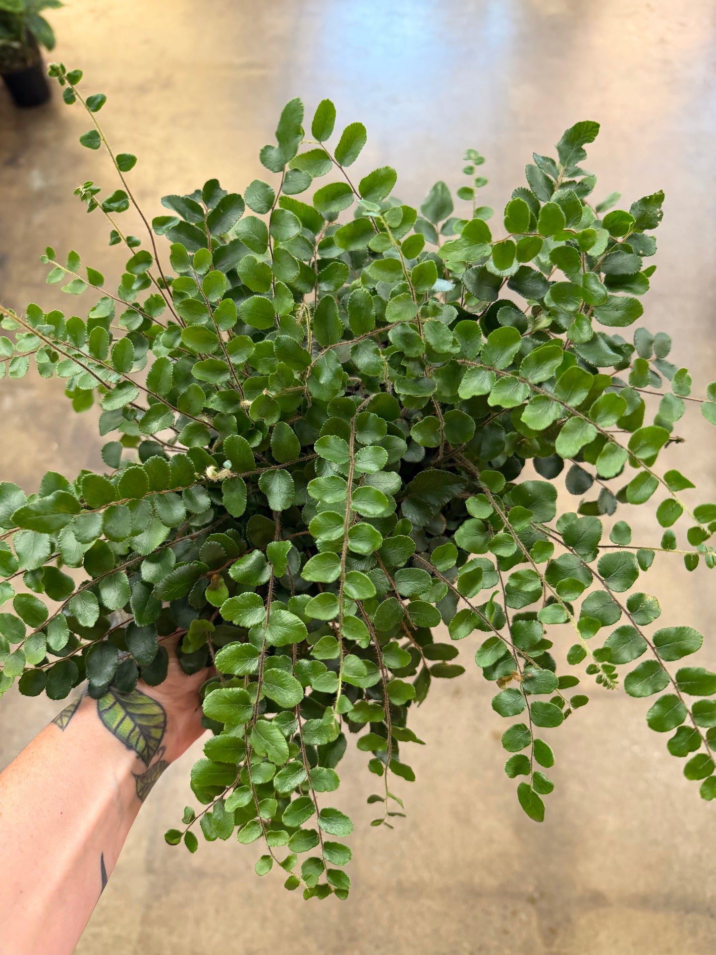 Fern Button