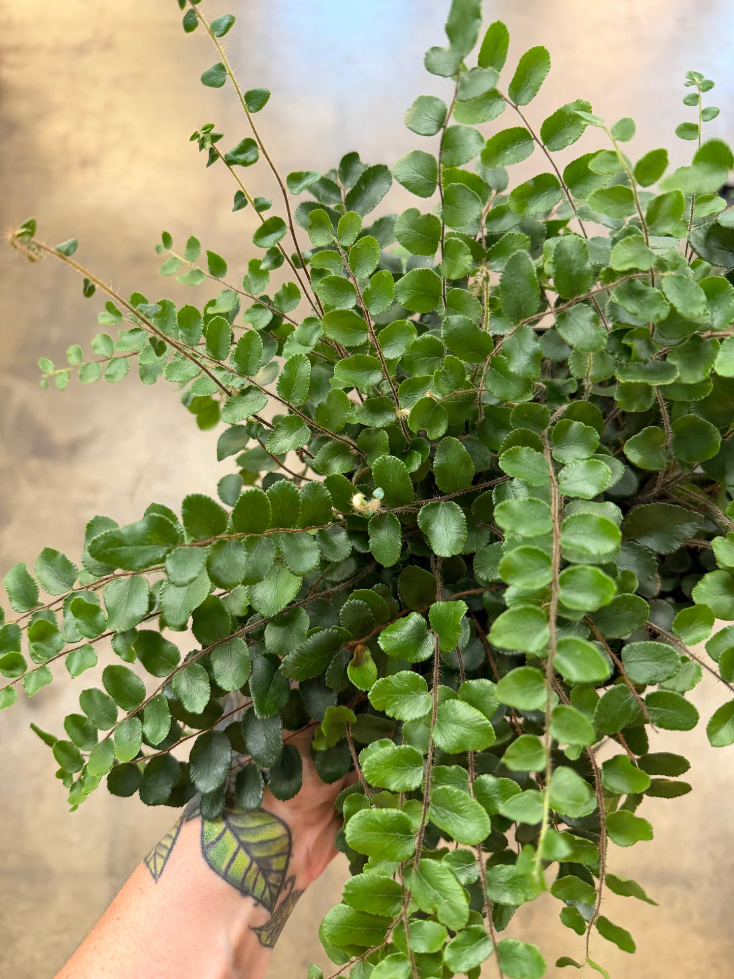 Fern Button