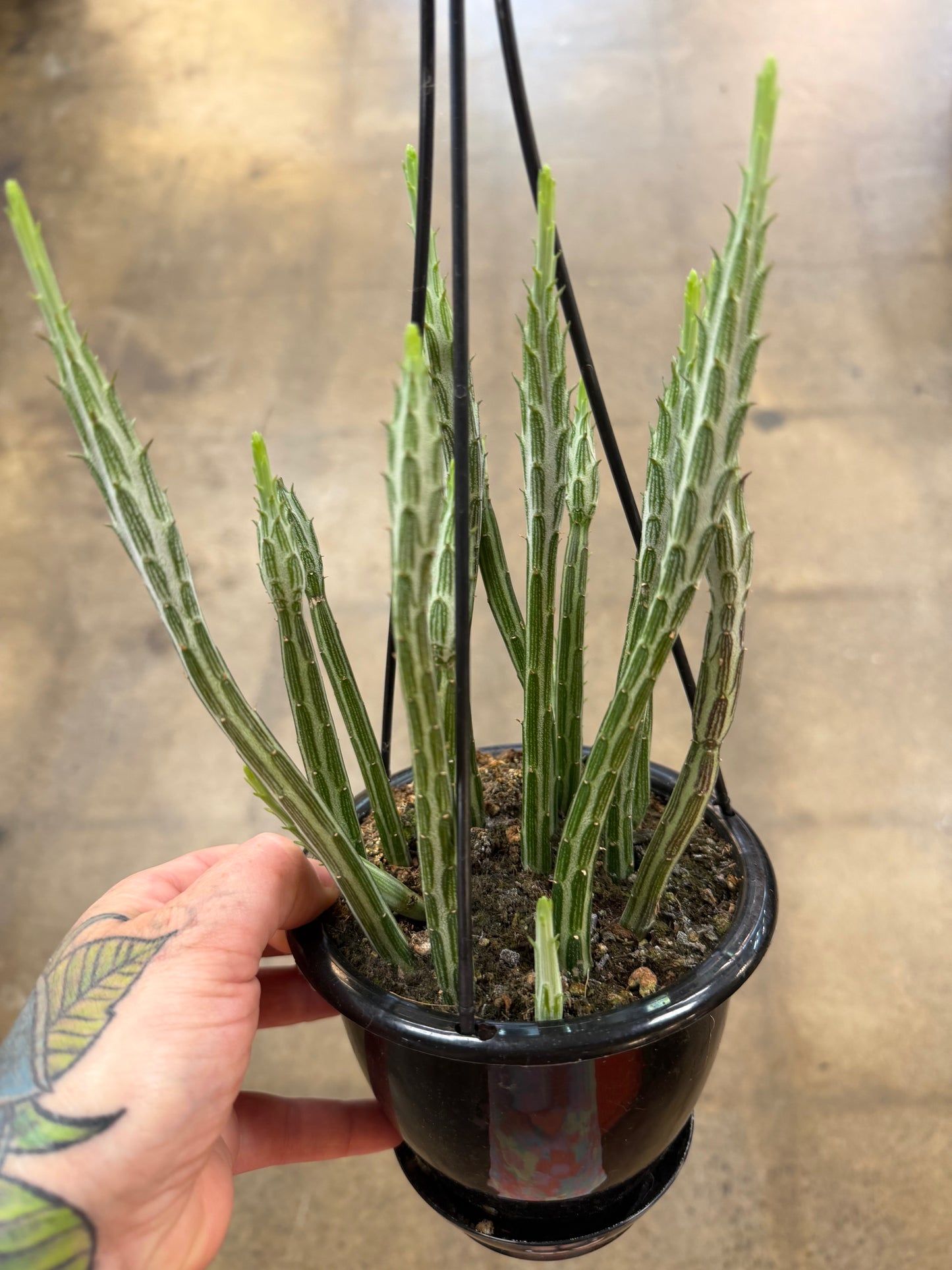 Senecio Stapeliformis