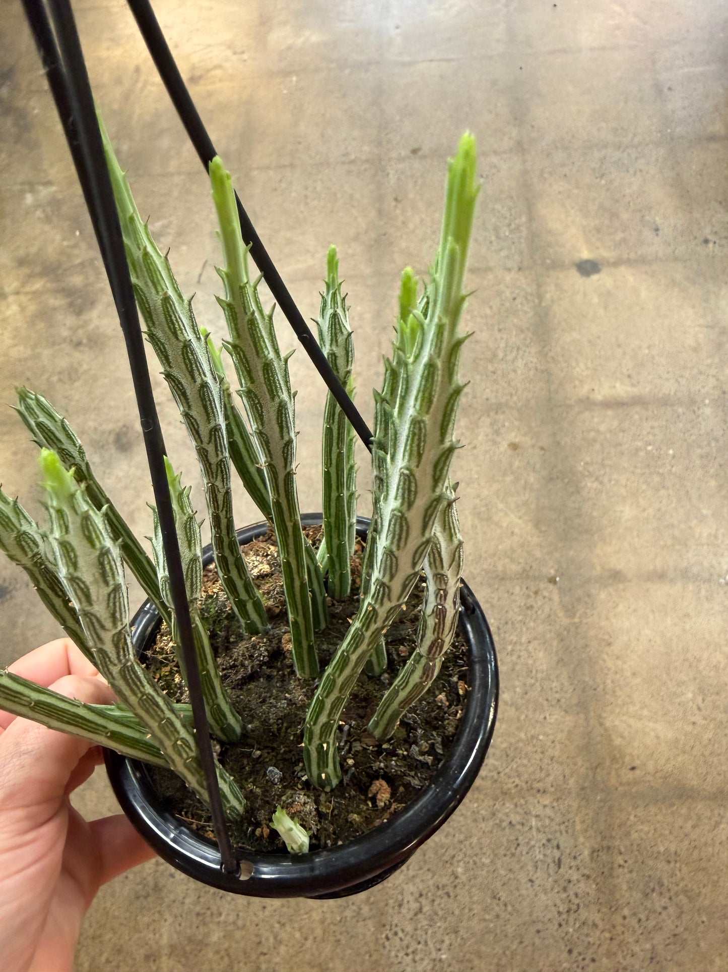 Senecio Stapeliformis
