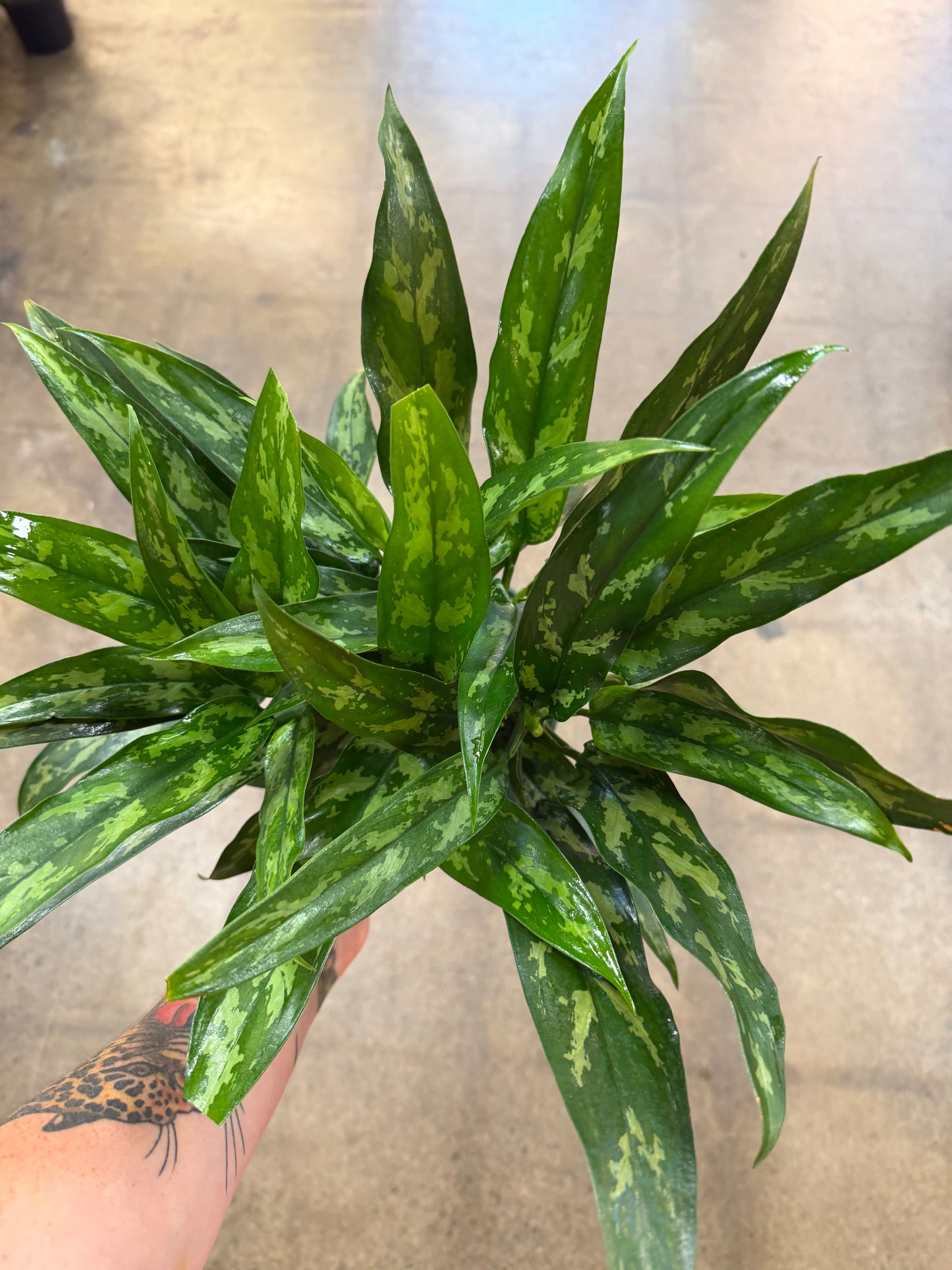 Aglaonema Maria Christina