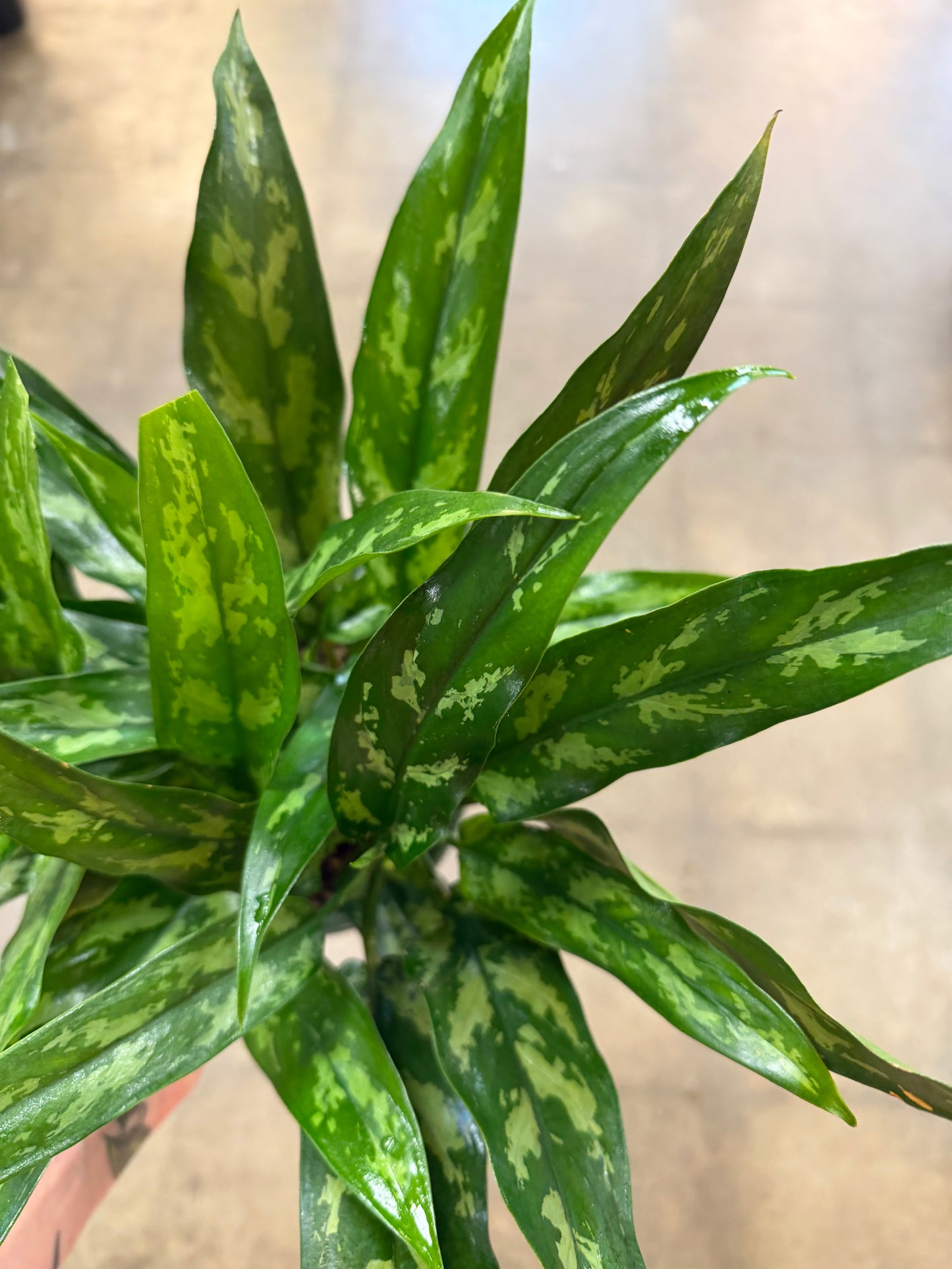 Aglaonema Maria Christina