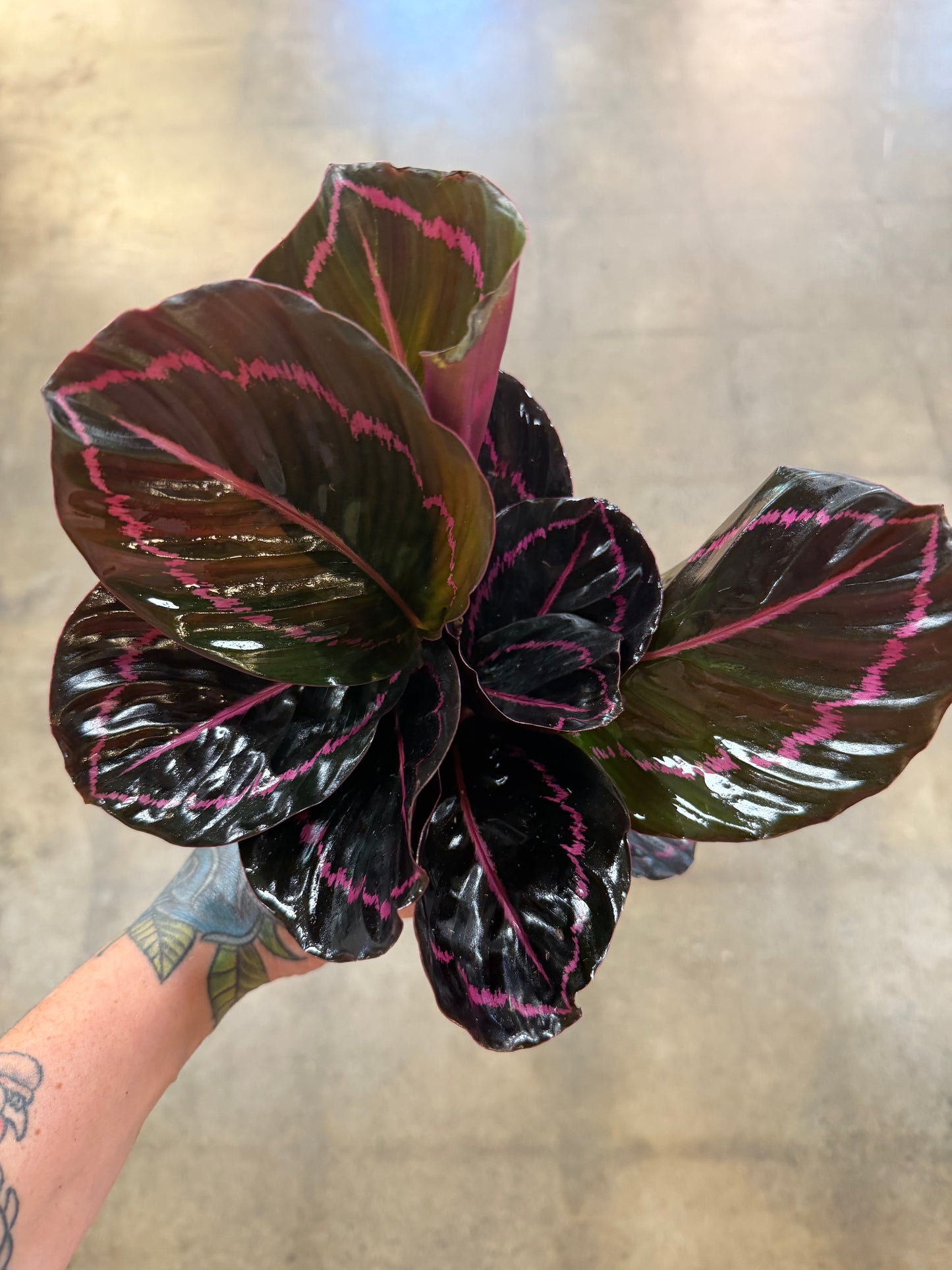 Calathea Dottie