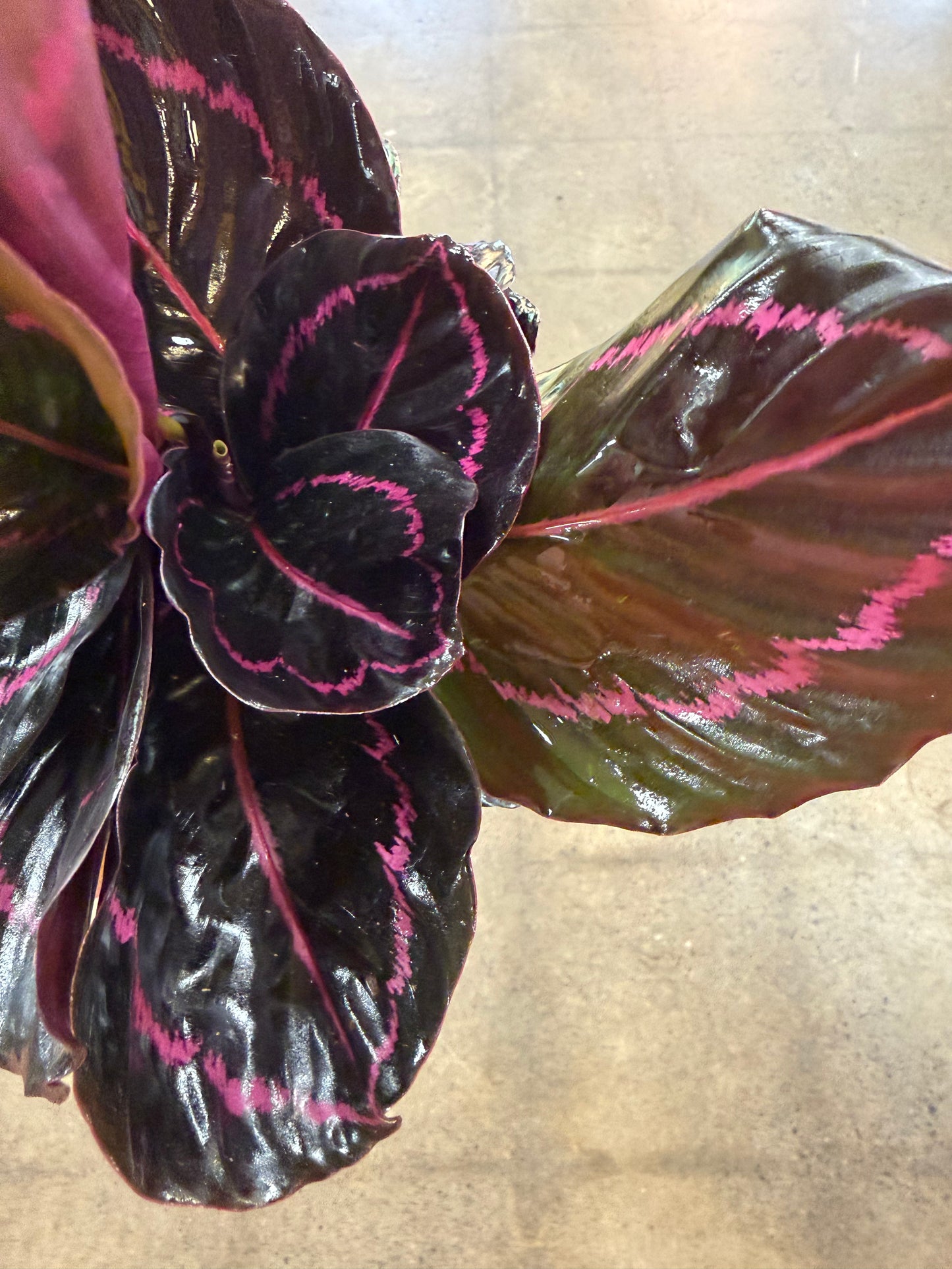 Calathea Dottie