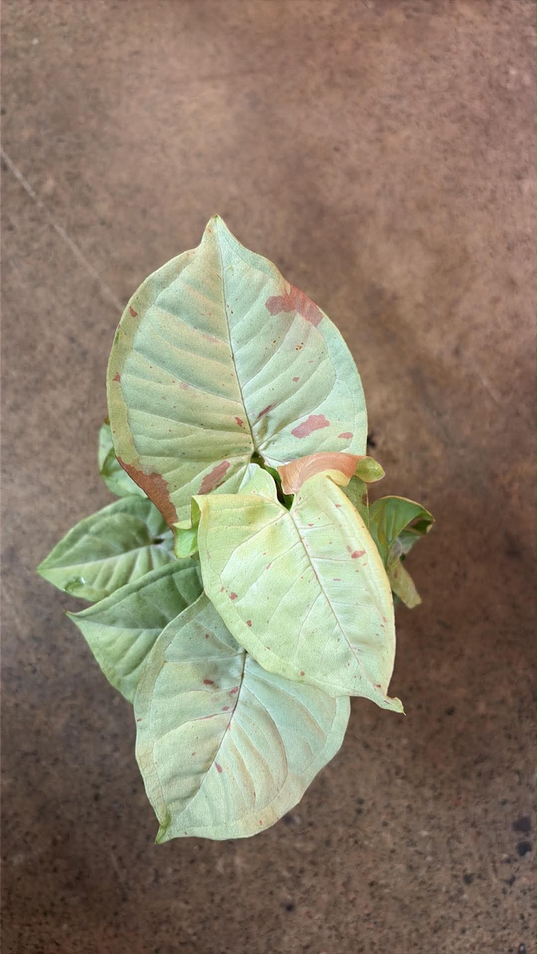 Syngonium Milk Confetti
