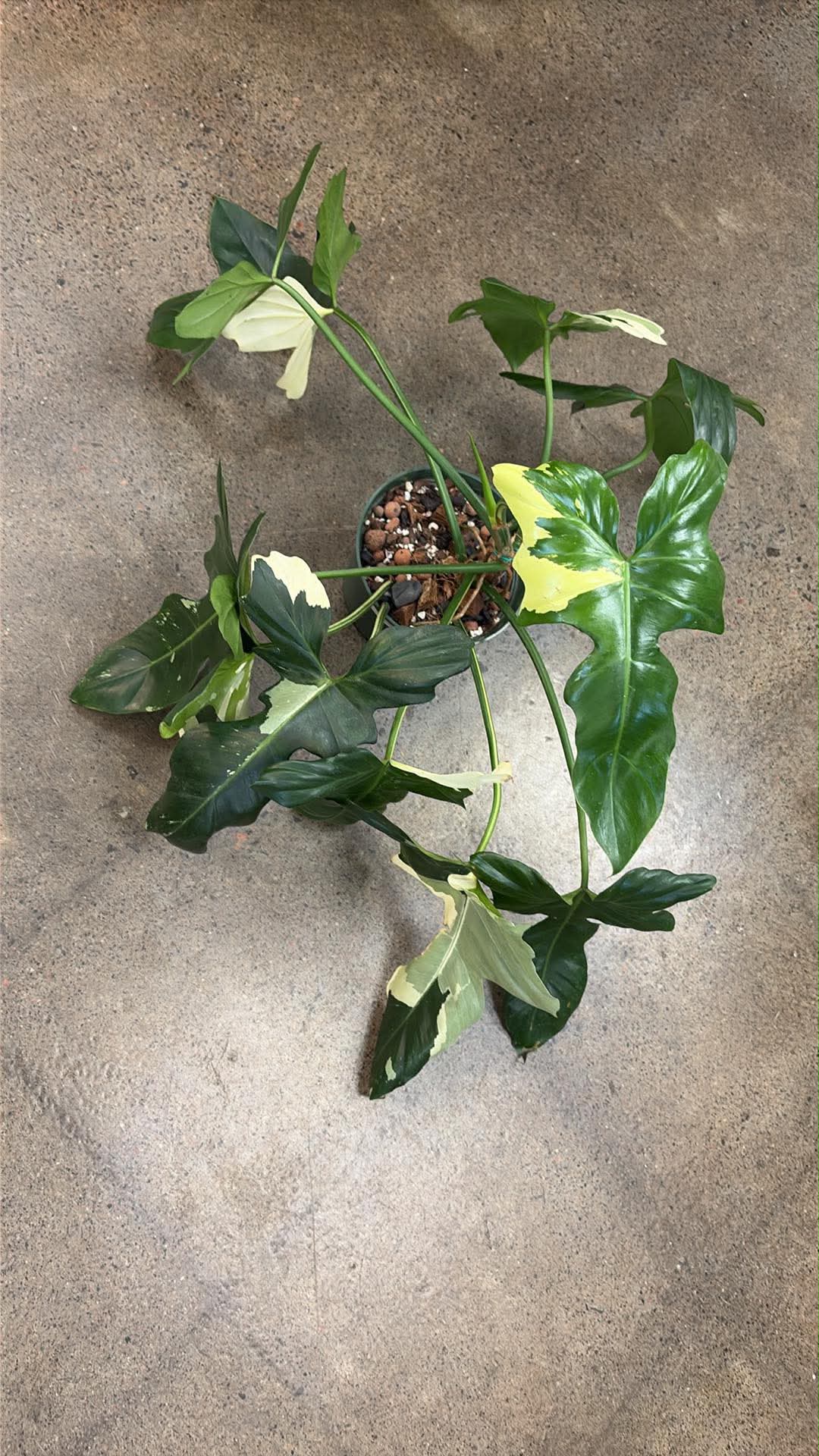 Philodendron Golden Dragon Variegated
