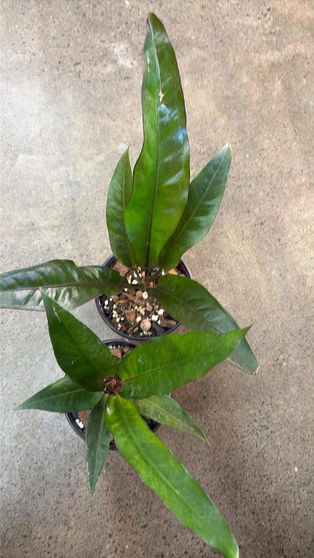 Anthurium Hookerii Black