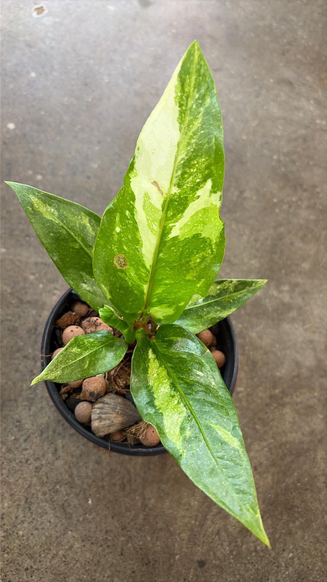 Anthurium Hookerii White Variegated