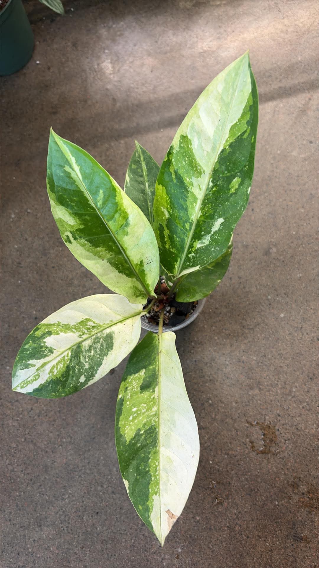 Anthurium hookeri Variegated