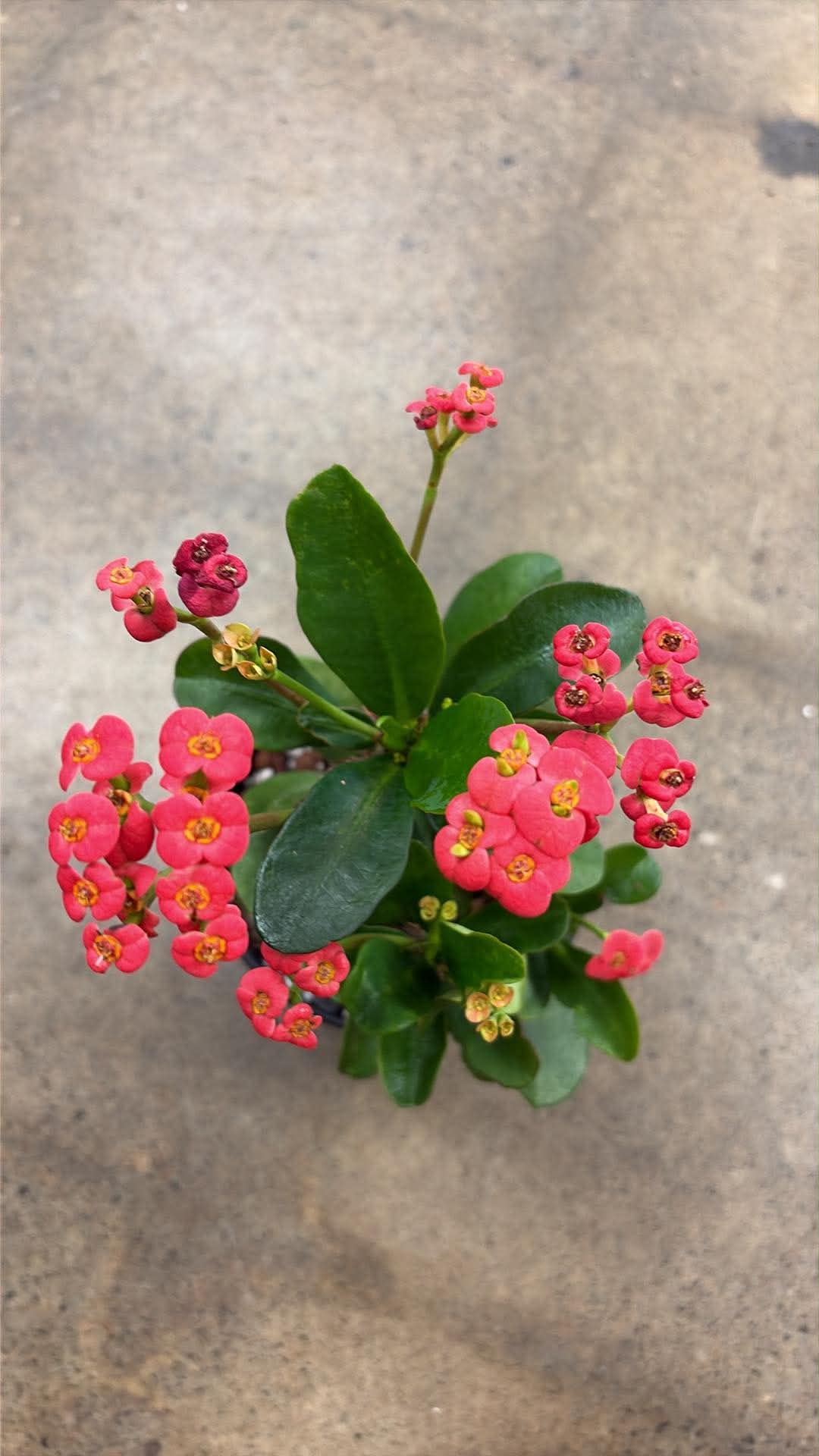 Euphorbia milii 'Karola'