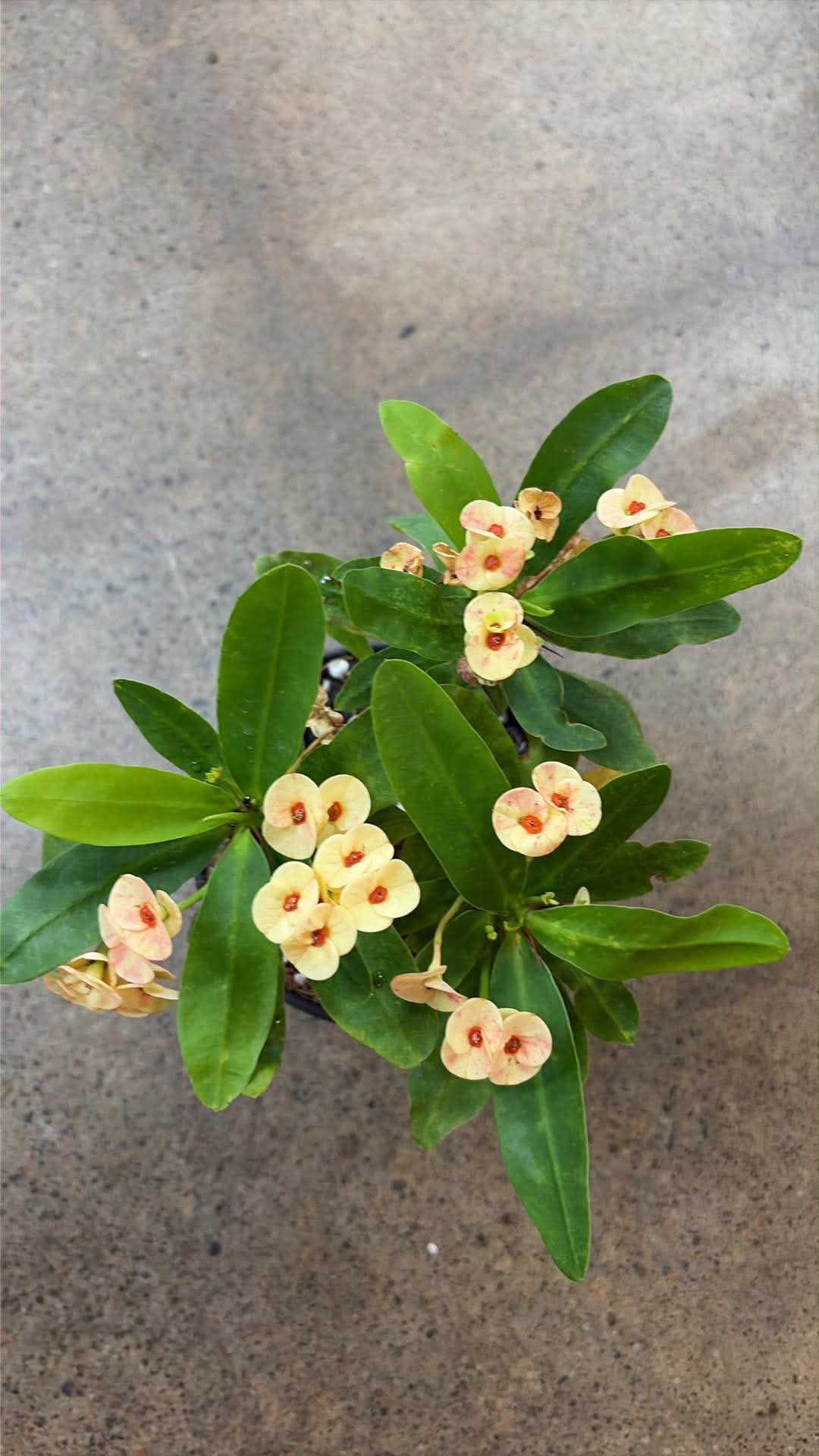 Euphorbia Milii 'Zephyr'