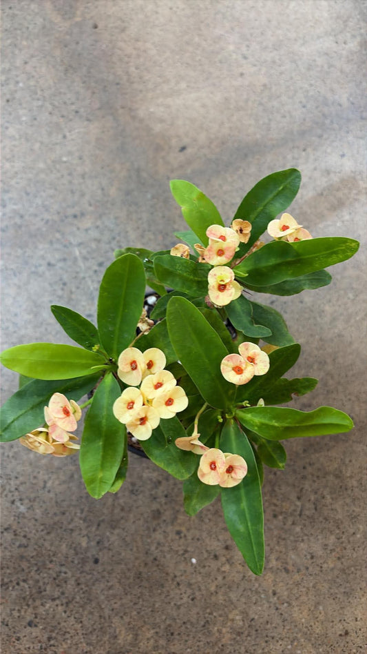 Euphorbia Milii 'Zephyr'