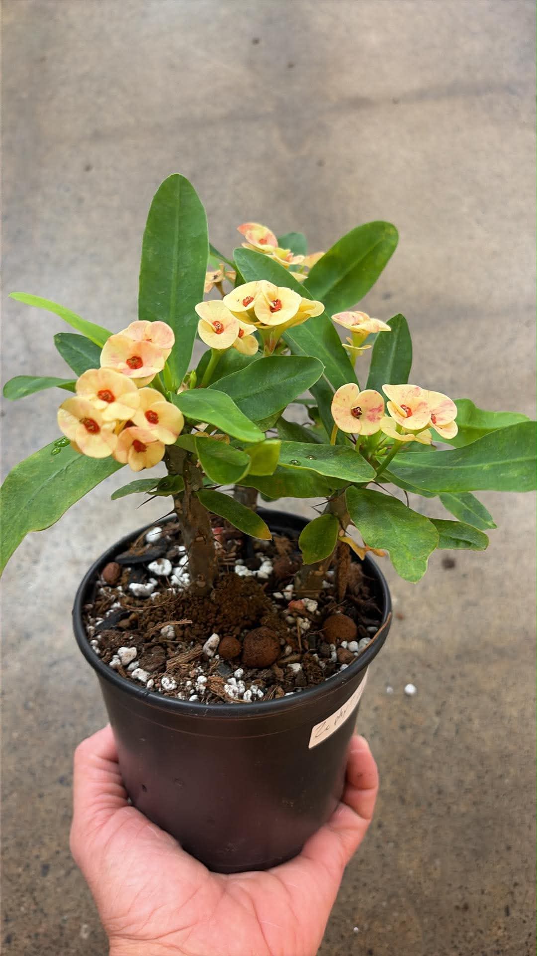 Euphorbia Milii 'Zephyr'