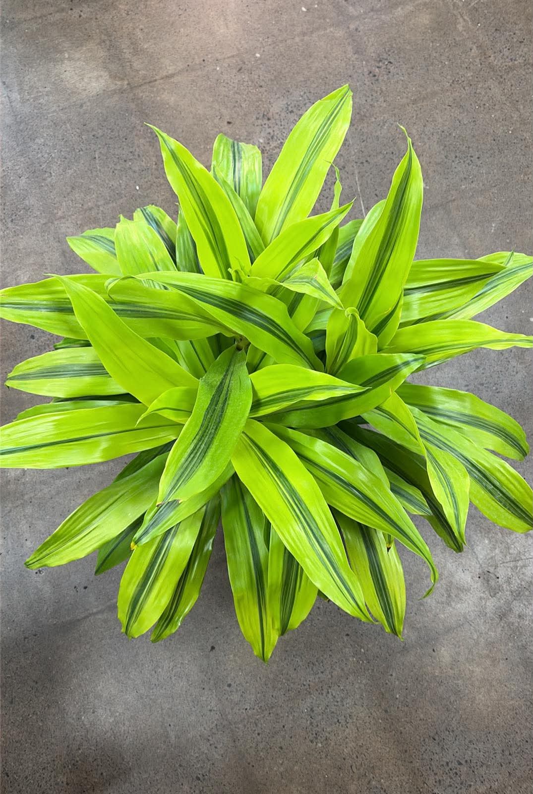 Dracaena 'Kristi'