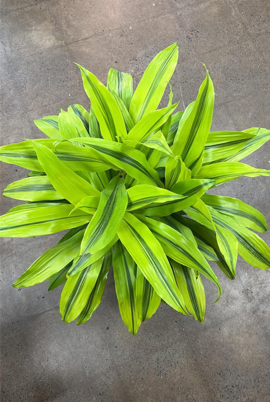 Dracaena 'Kristi'