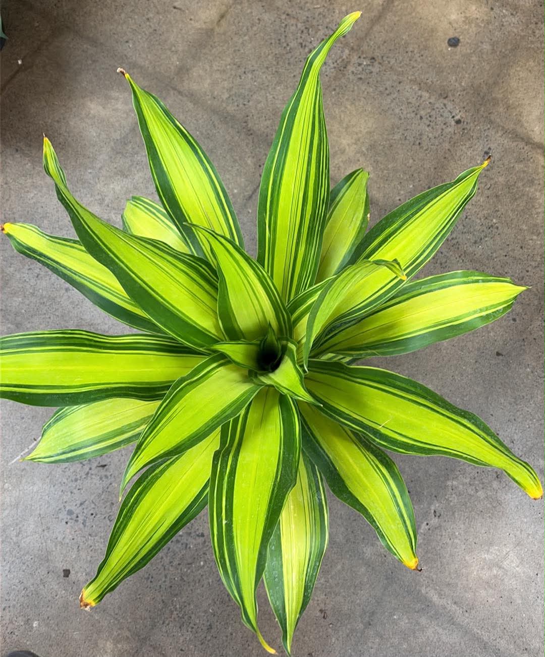 Dracaena 'Golden Heart'