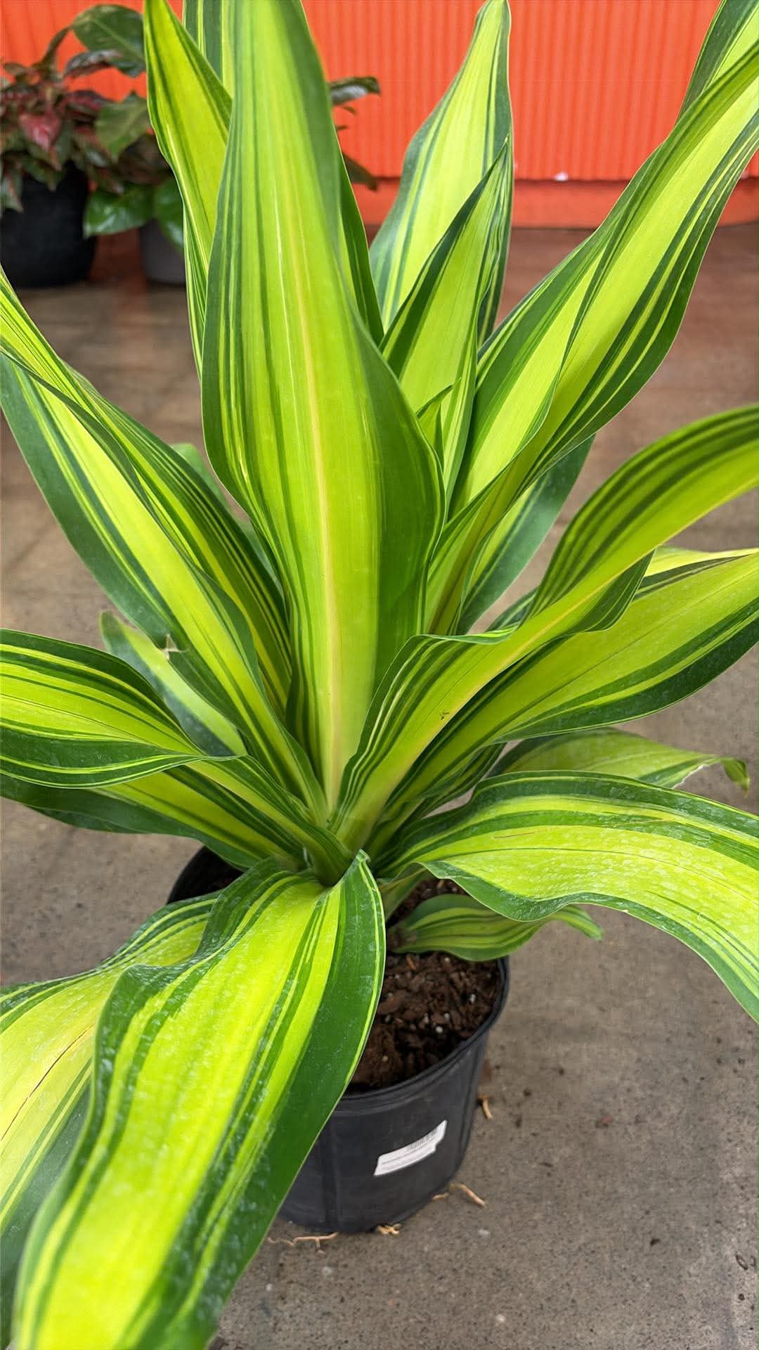 Dracaena 'Golden Heart'