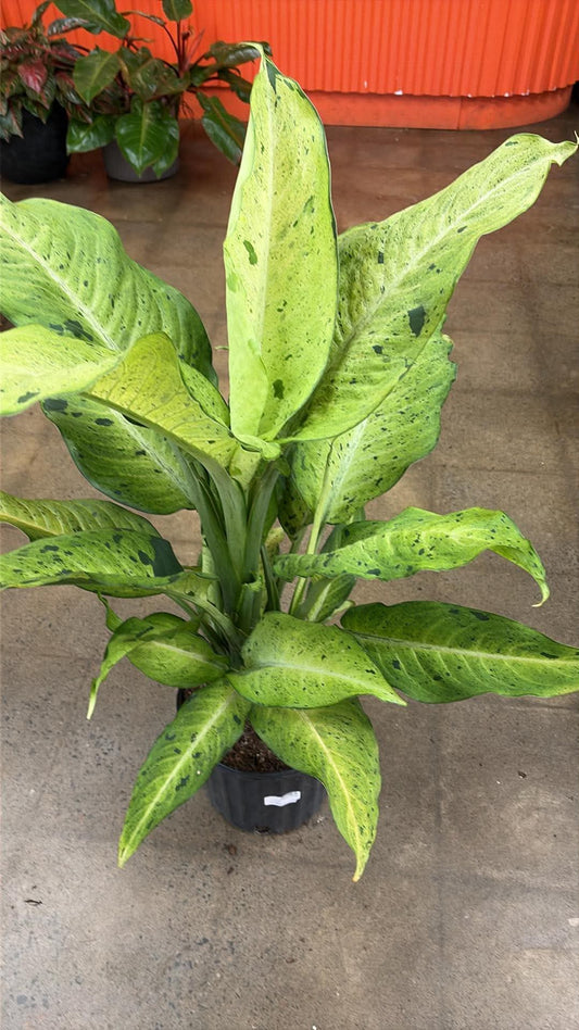 Dieffenbachia Camouflage
