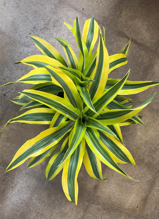 Dracaena 'Warneckii Lemon Lime'