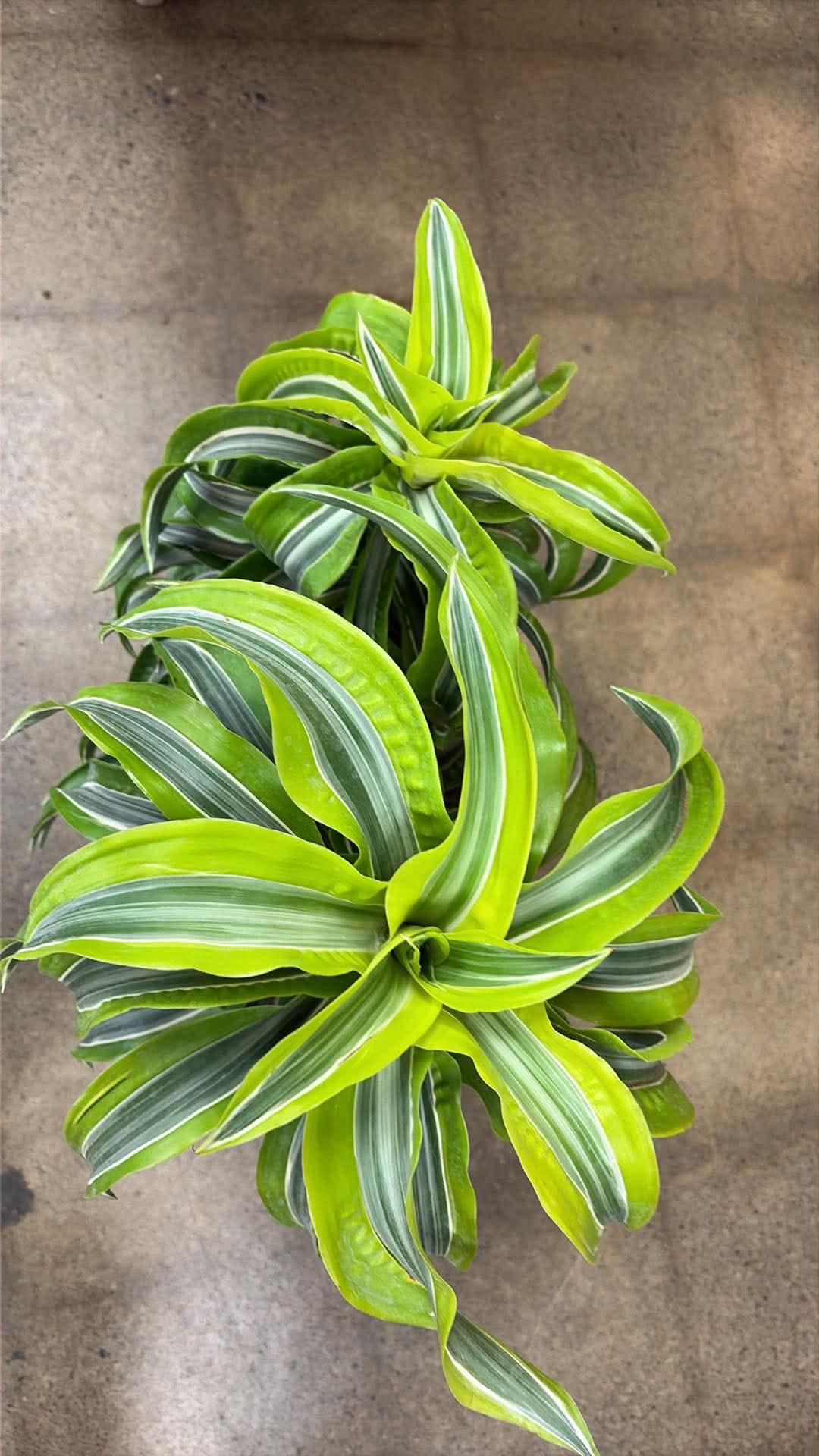 Dracaena 'Lemon Surprise'