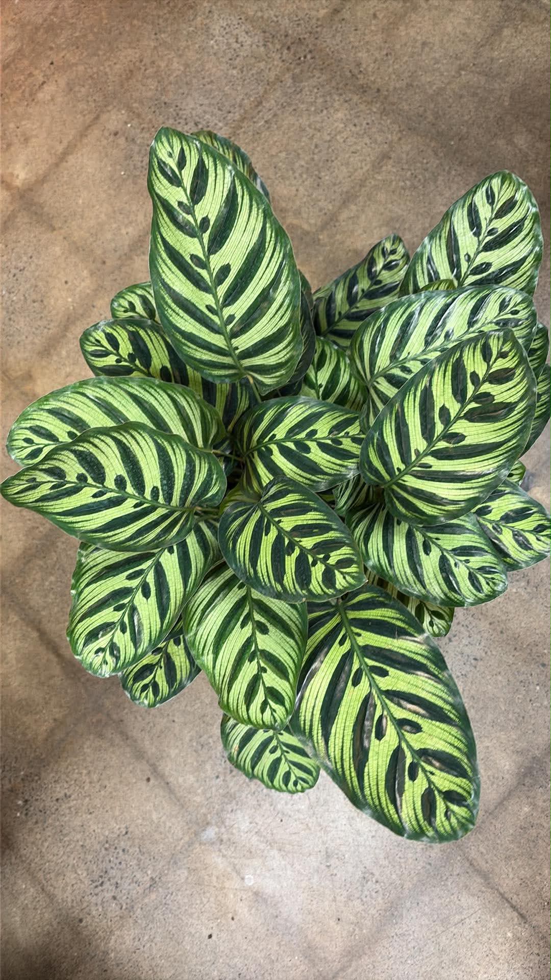 Calathea Makoyana