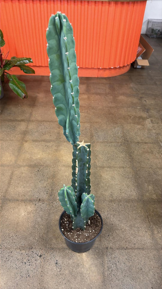 Cereus Jamacaru