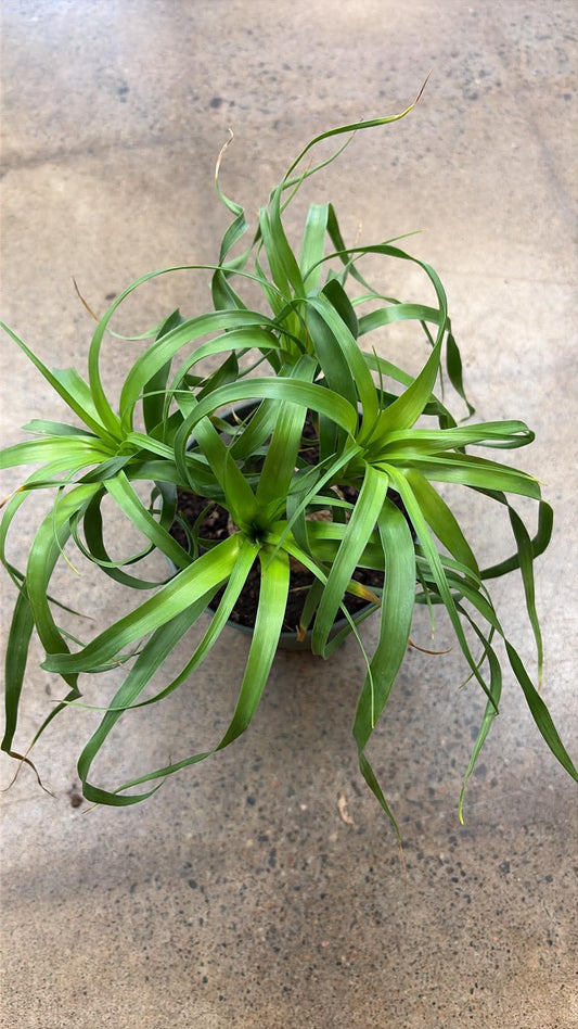 Pony Tail Palm