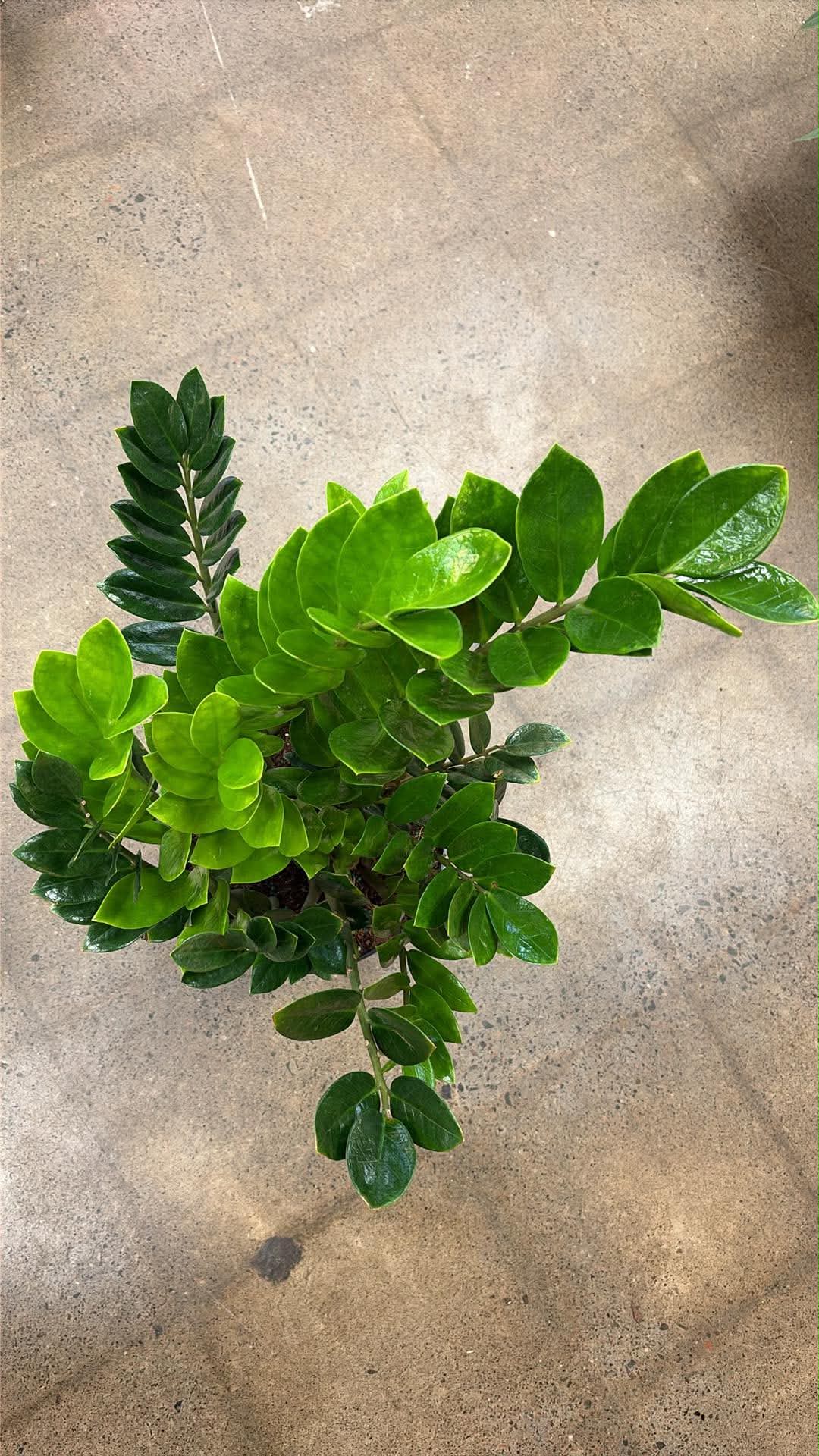 Zamioculcas Zamiifolia