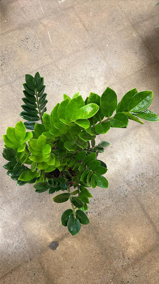 Zamioculcas Zamiifolia