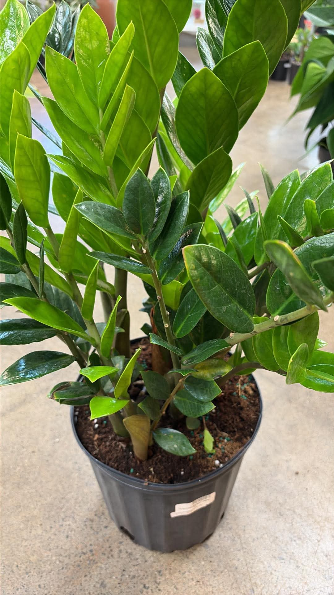 Zamioculcas Zamiifolia