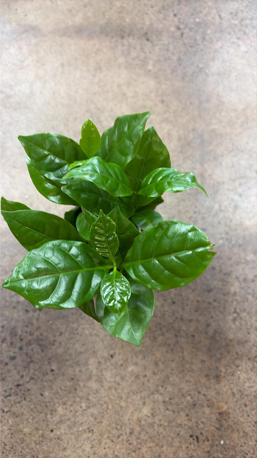 Caféier Arabica