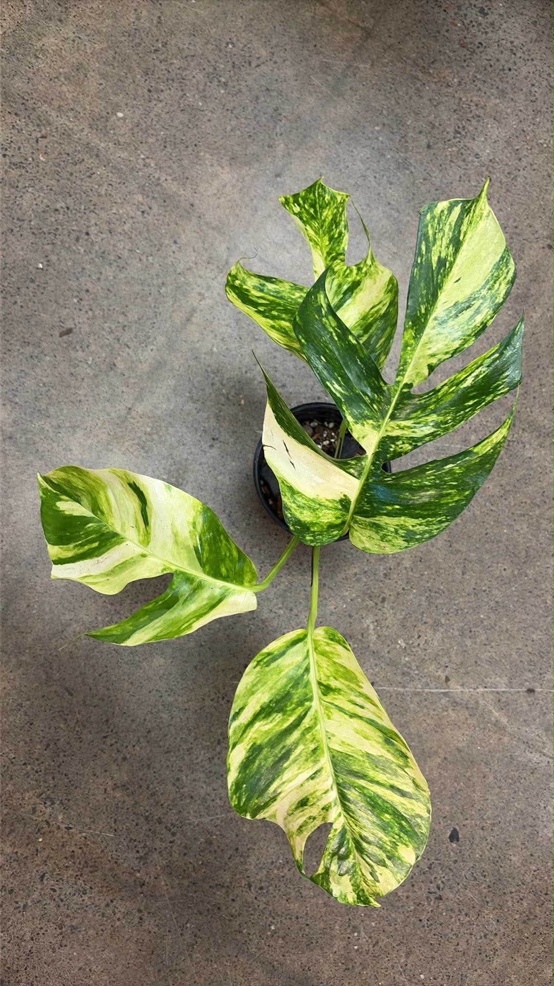 Epipremnum Pinnatum Sunburst