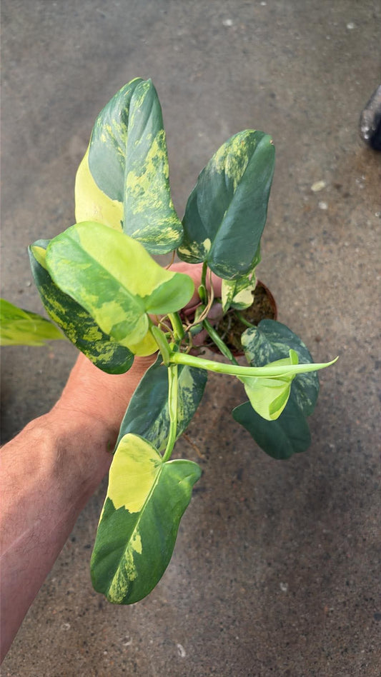 Philodendron Bipennifolium Variegated #1