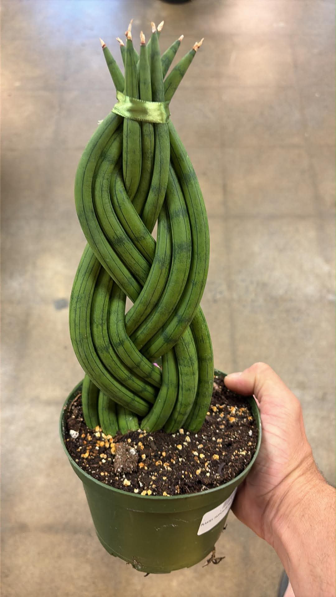 Sansevieria Cylindrica Braided