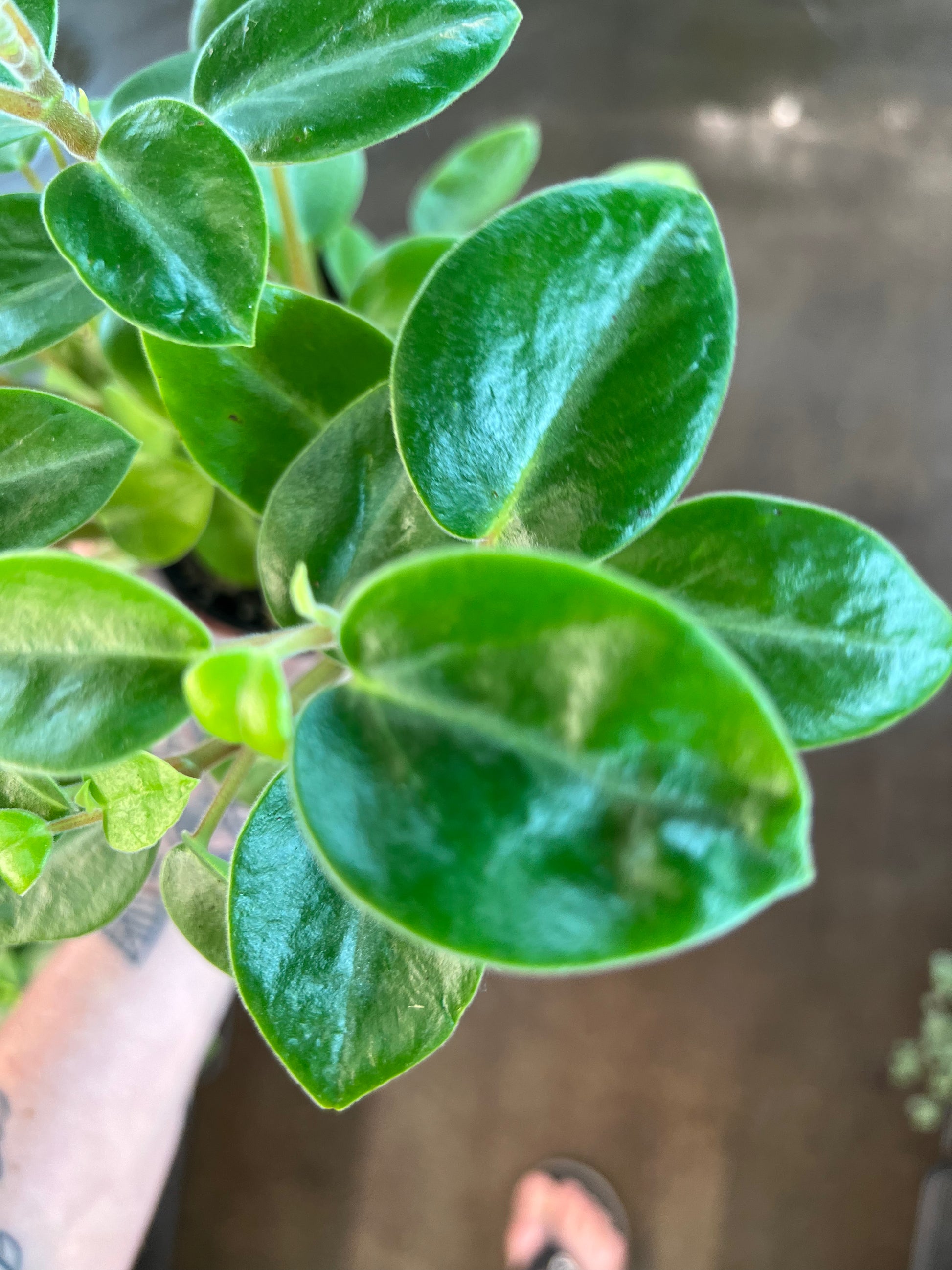 Peperomia Pixie – jungleroseinc