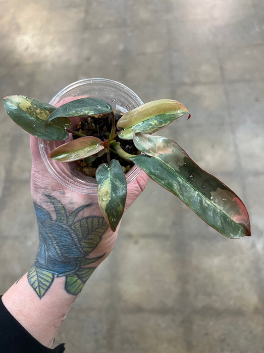 Philodendron Atabapoense Pink Variegated #1