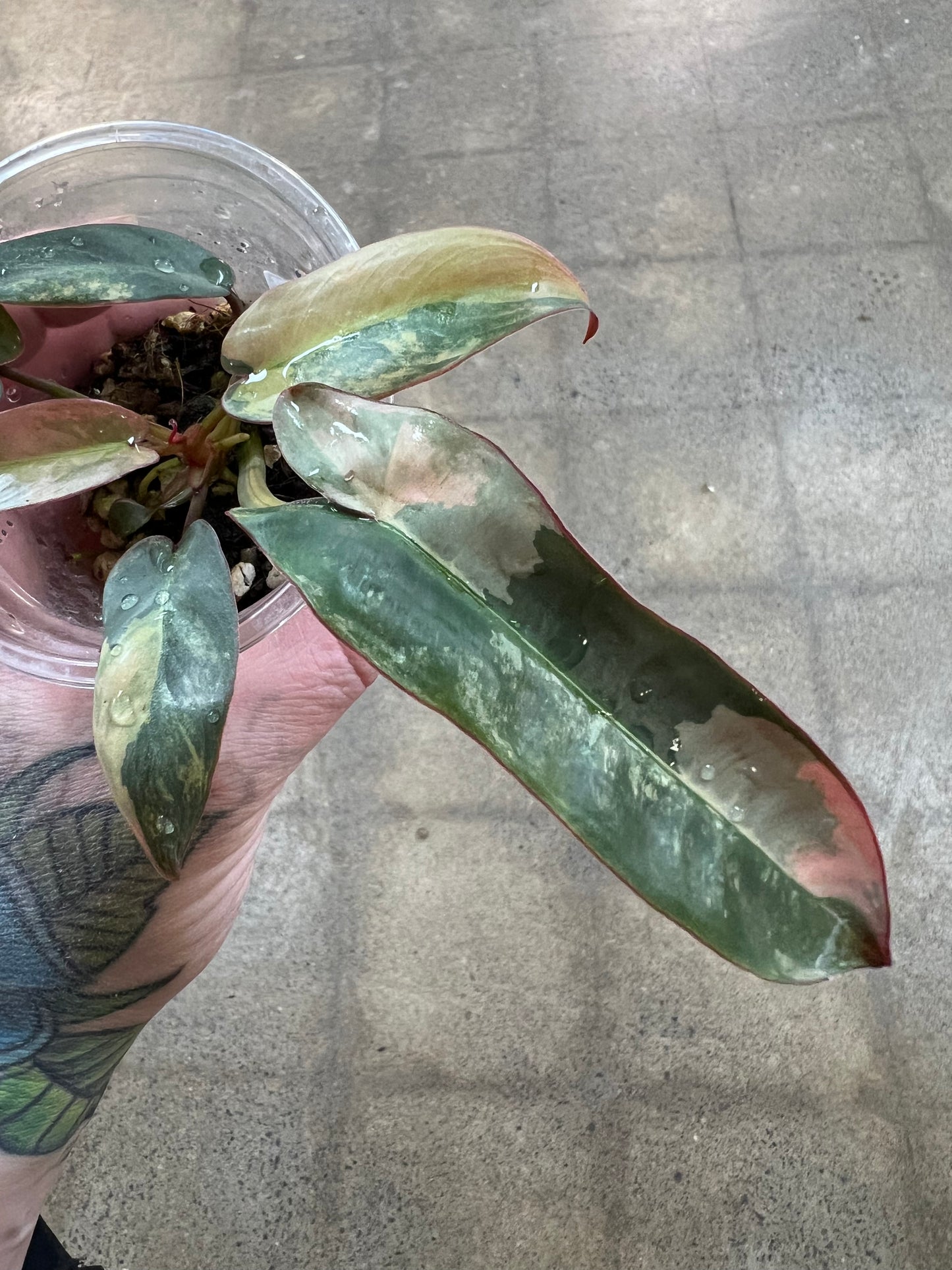 Philodendron Atabapoense Pink Variegated #1
