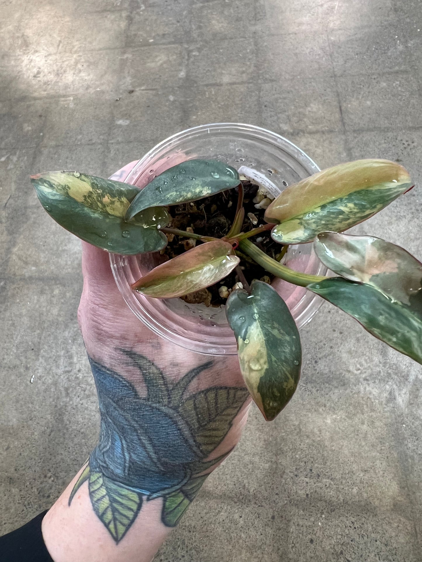 Philodendron Atabapoense Pink Variegated #1