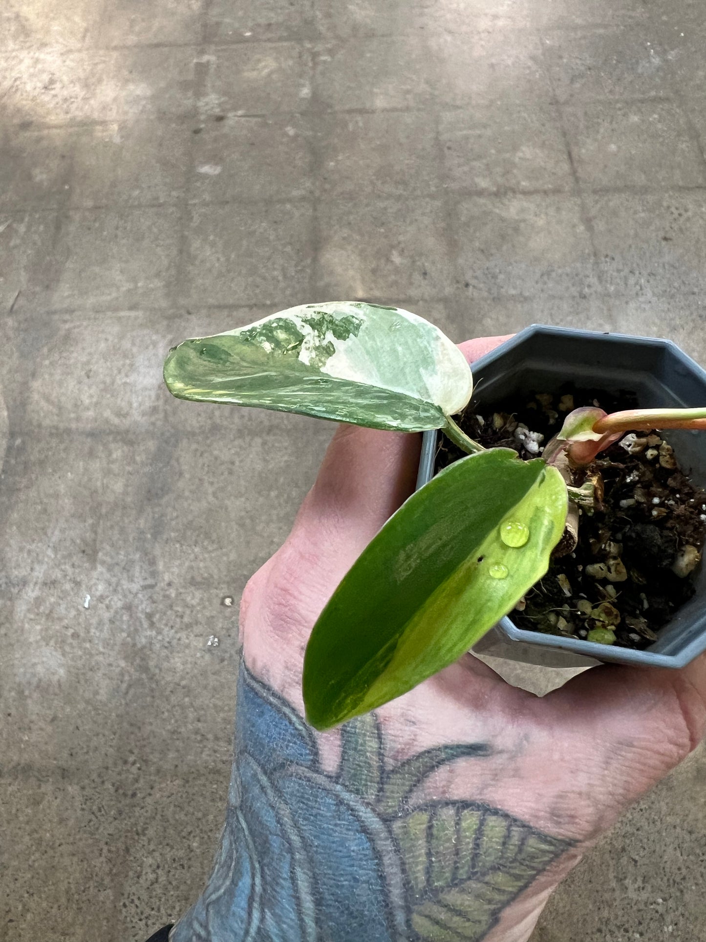 Philodendron Squamiferum Variegated