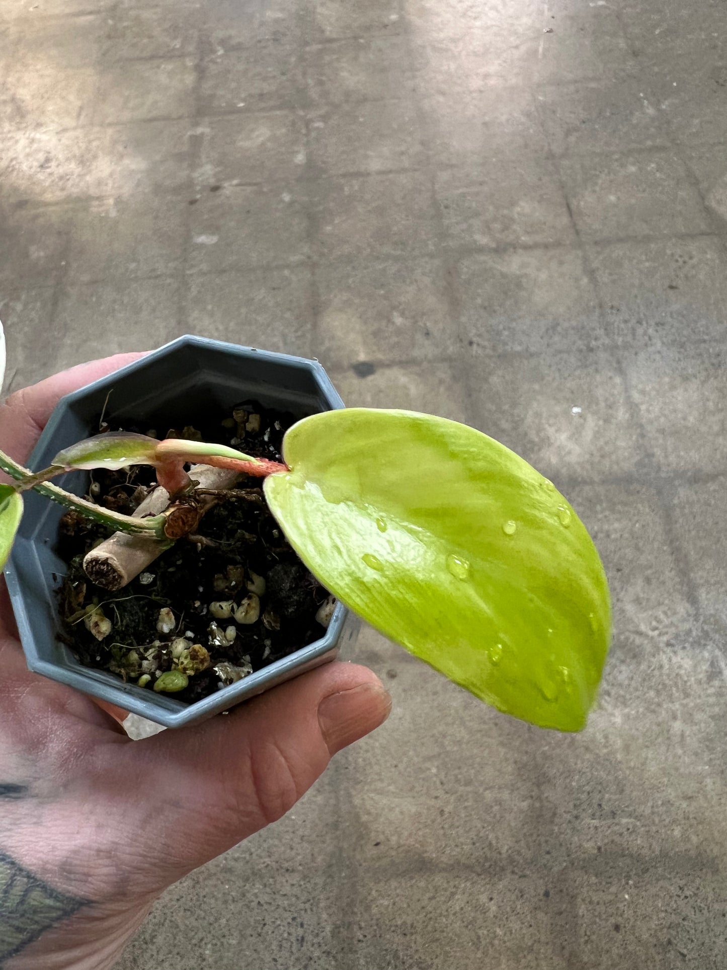 Philodendron Squamiferum Variegated