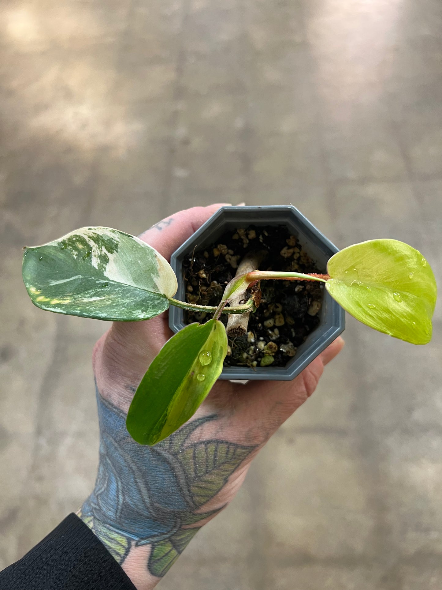 Philodendron Squamiferum Variegated
