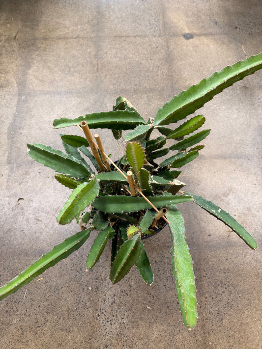 Cactus Pitaya (Dragon Fruit)